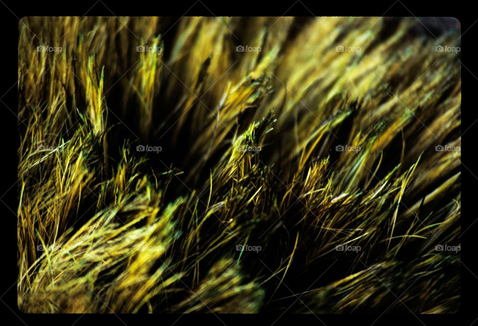 Close up of green car wash brush fibers on reversal film 