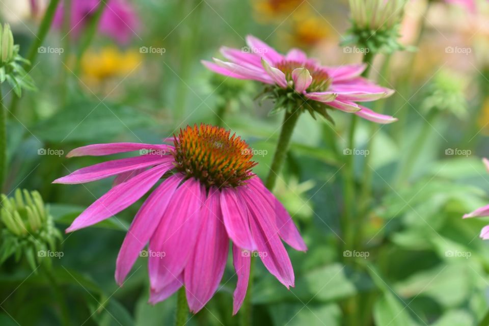 Botanical . Flowers, 