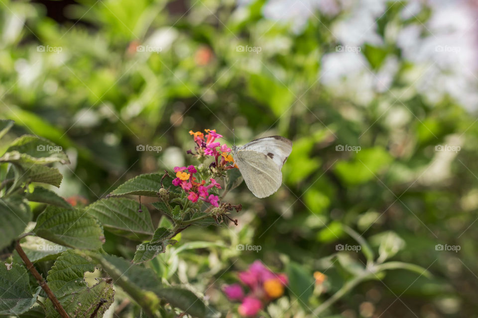 Beautiful indications of spring season, a moth butterfly enjoying nectar.