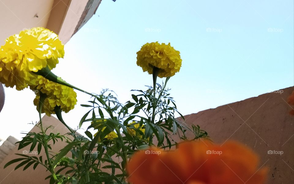 Glowing glory of marigold