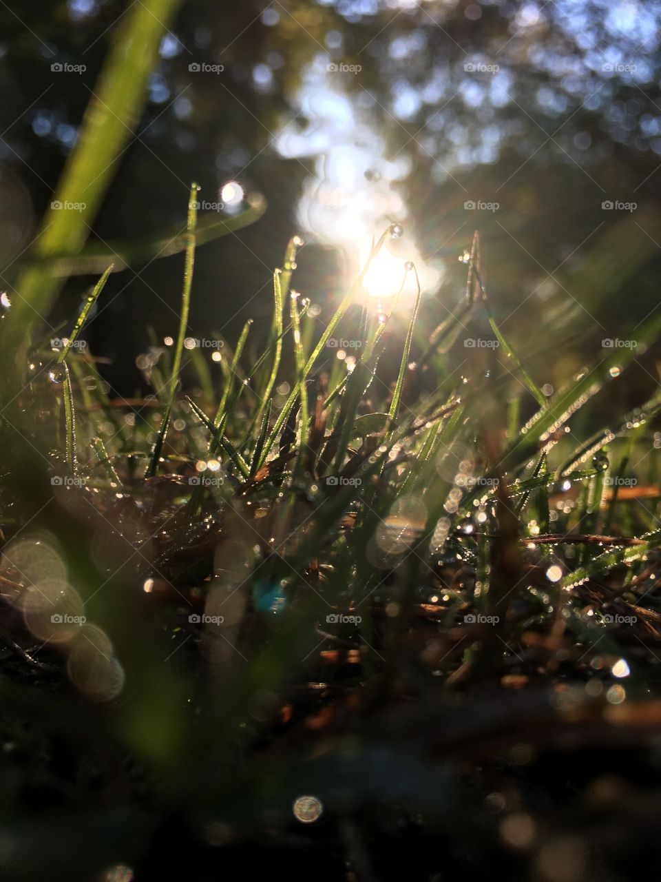 Sun in the grass 