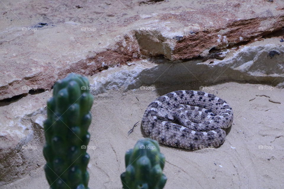A snake in the zoo of Haifa.