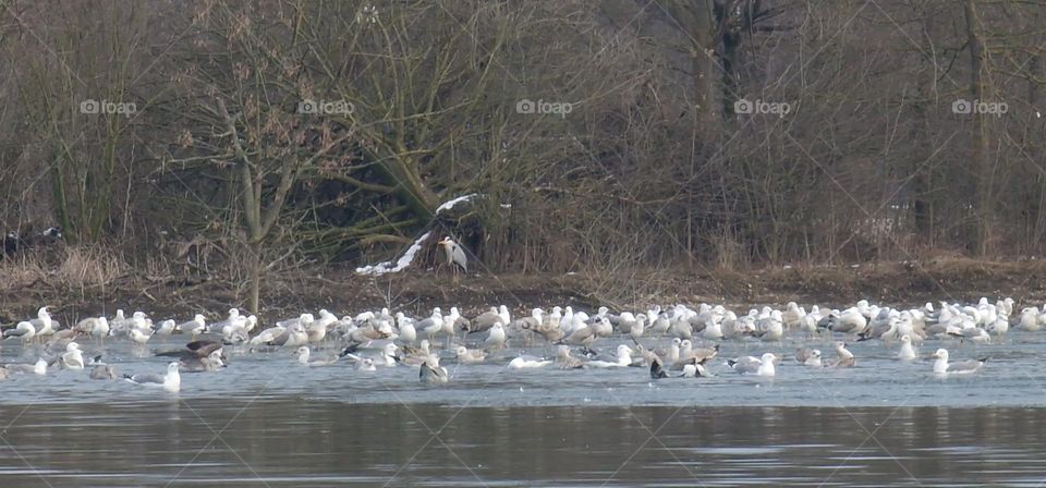 Seagauls swimming and standing on the ice layer and heron standing on the small island behind