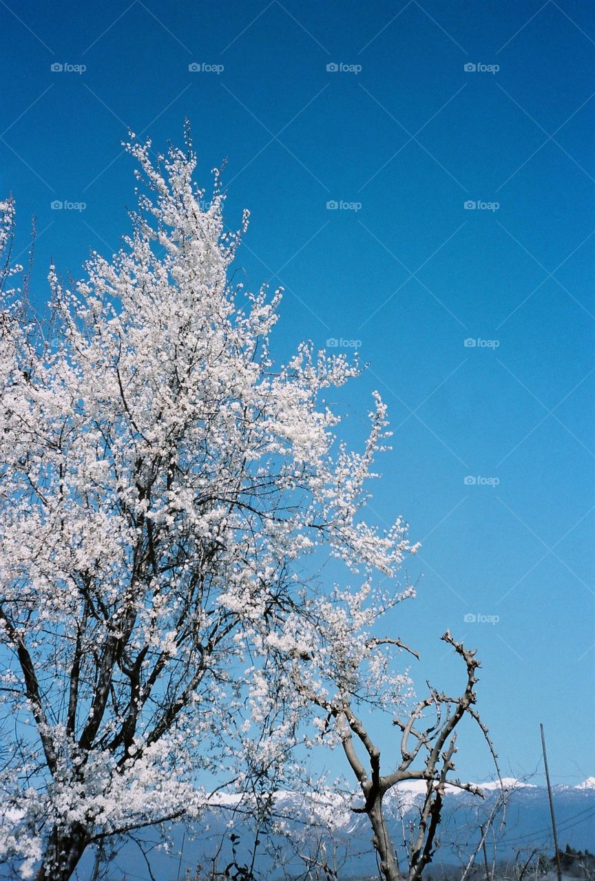 Flower tree bloom, blue sky, snowy mountains, Sakura, Abkhazia, early spring 
