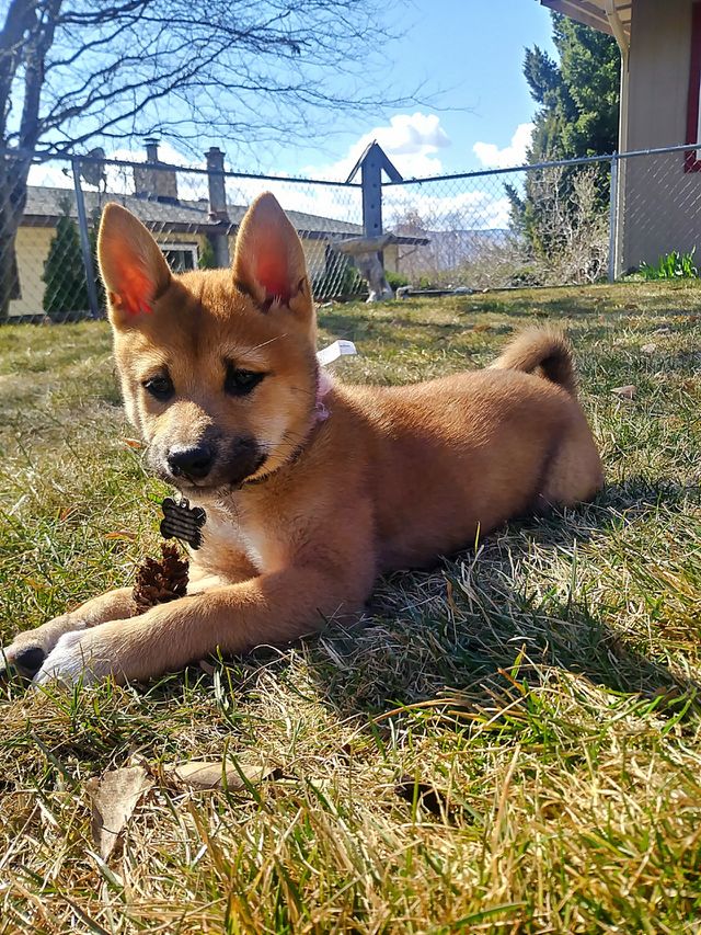 An adorable Shiba Inu pup playing with a pinecone outside