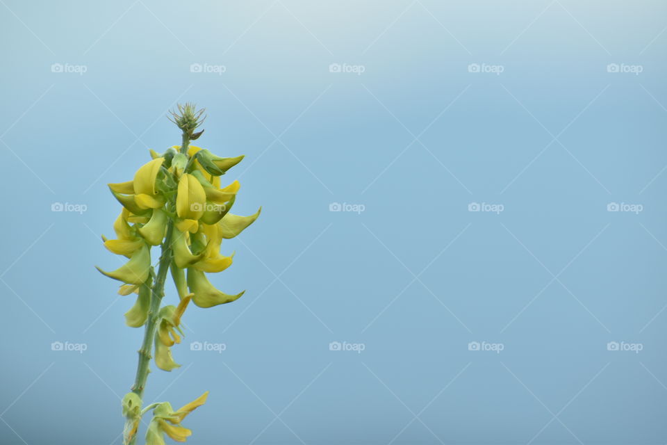 bunch of yellow colored flower on blue sky