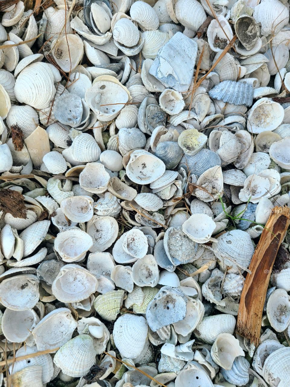 Sea shells 🐚