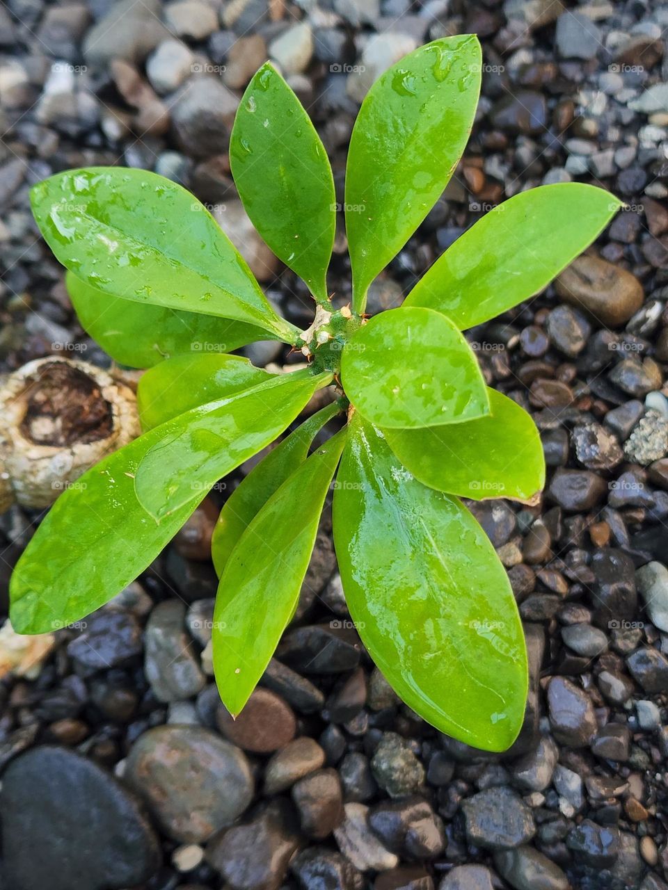This is a plant that grows freely in the subtropics, its thorny stems and small leaves are good for outdoor flowers