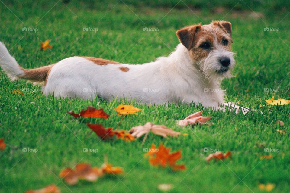 Dog laying