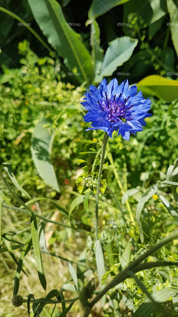 blue cornflower in the grass