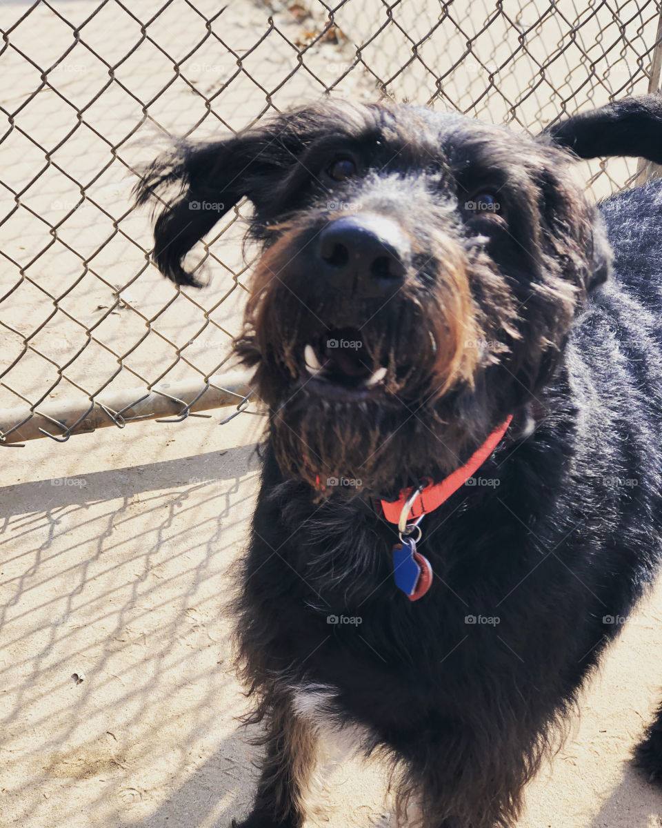 Barking Brown Labradoodle orange collar 