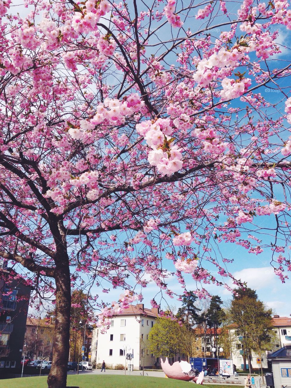 cherry blossom bagarmossen