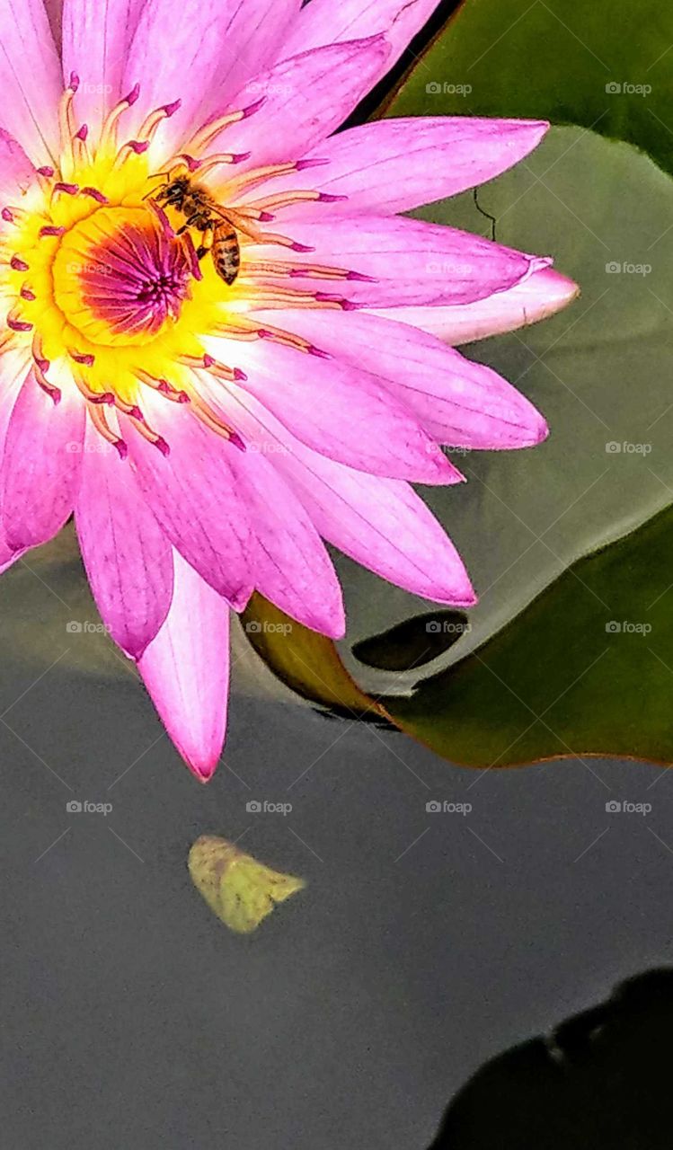 The memories of summer: lotus is always refreshing in summer. though it grows in the mud, it is still clean and beautiful.