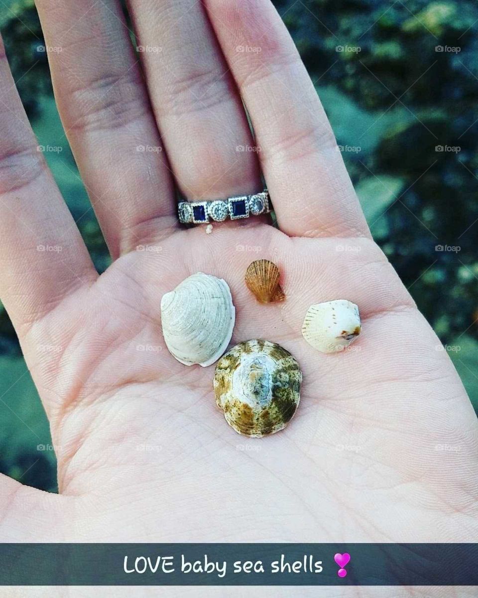 Baby seashells