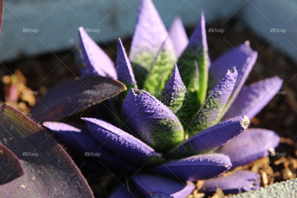 a beautiful Violet tipped succulent in the evening light