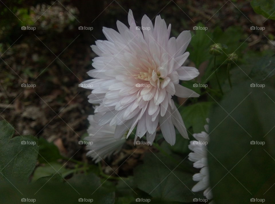 white flower.