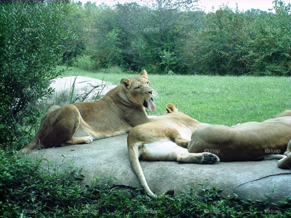 Bored, bored, and really bored zoo lions