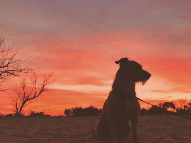 Puppies + Sunsets