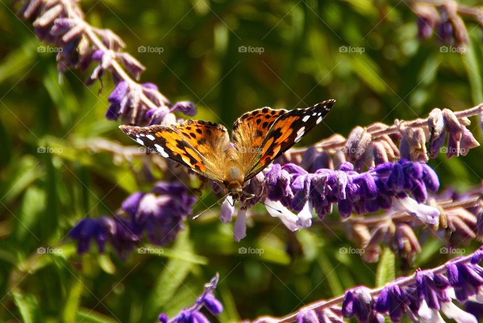 Butterfly on sage