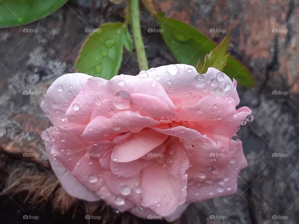 pink rose