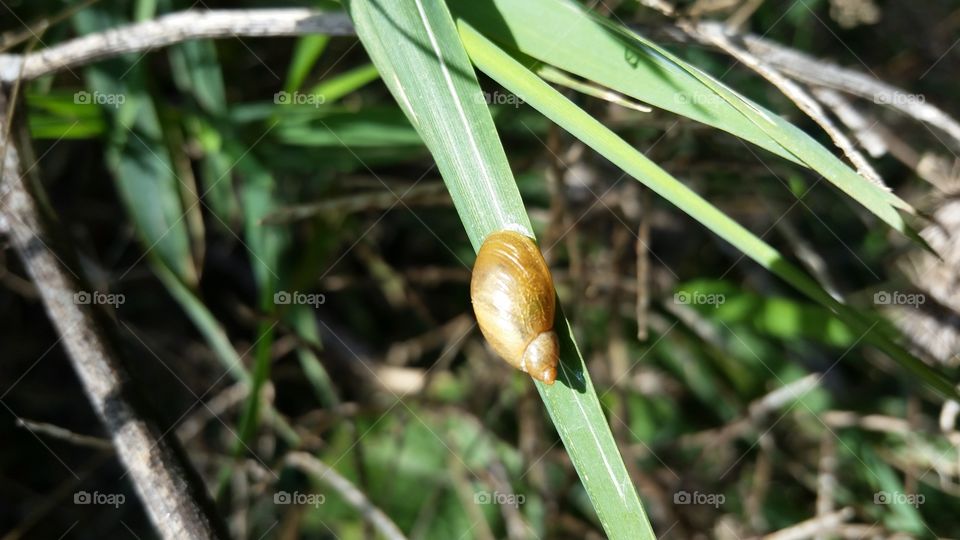 Nature, Leaf, Flora, Garden, Summer