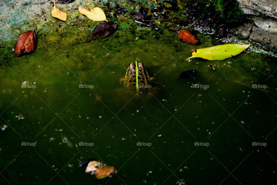 Frog in water