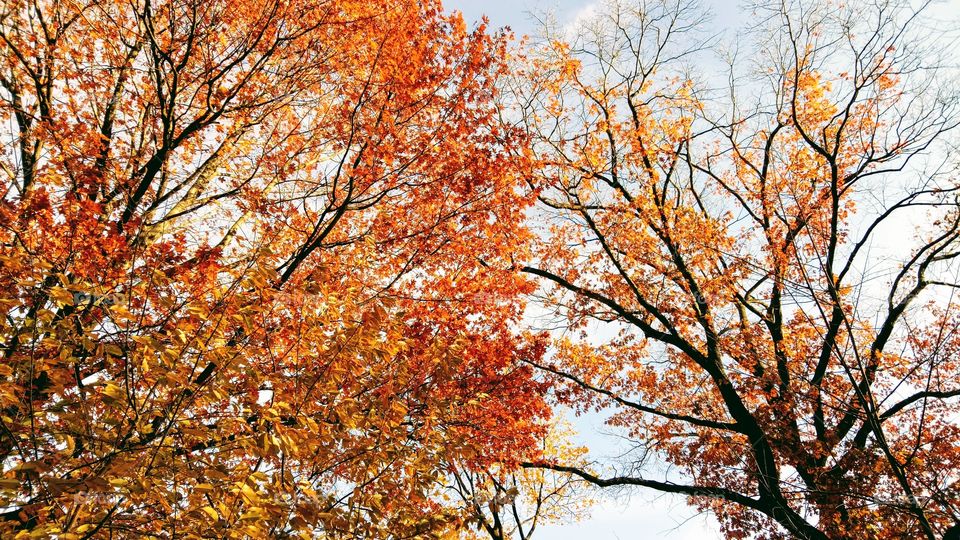 Beautiful color of autumn season in New York. Trees in the park in red, yellow and orange.