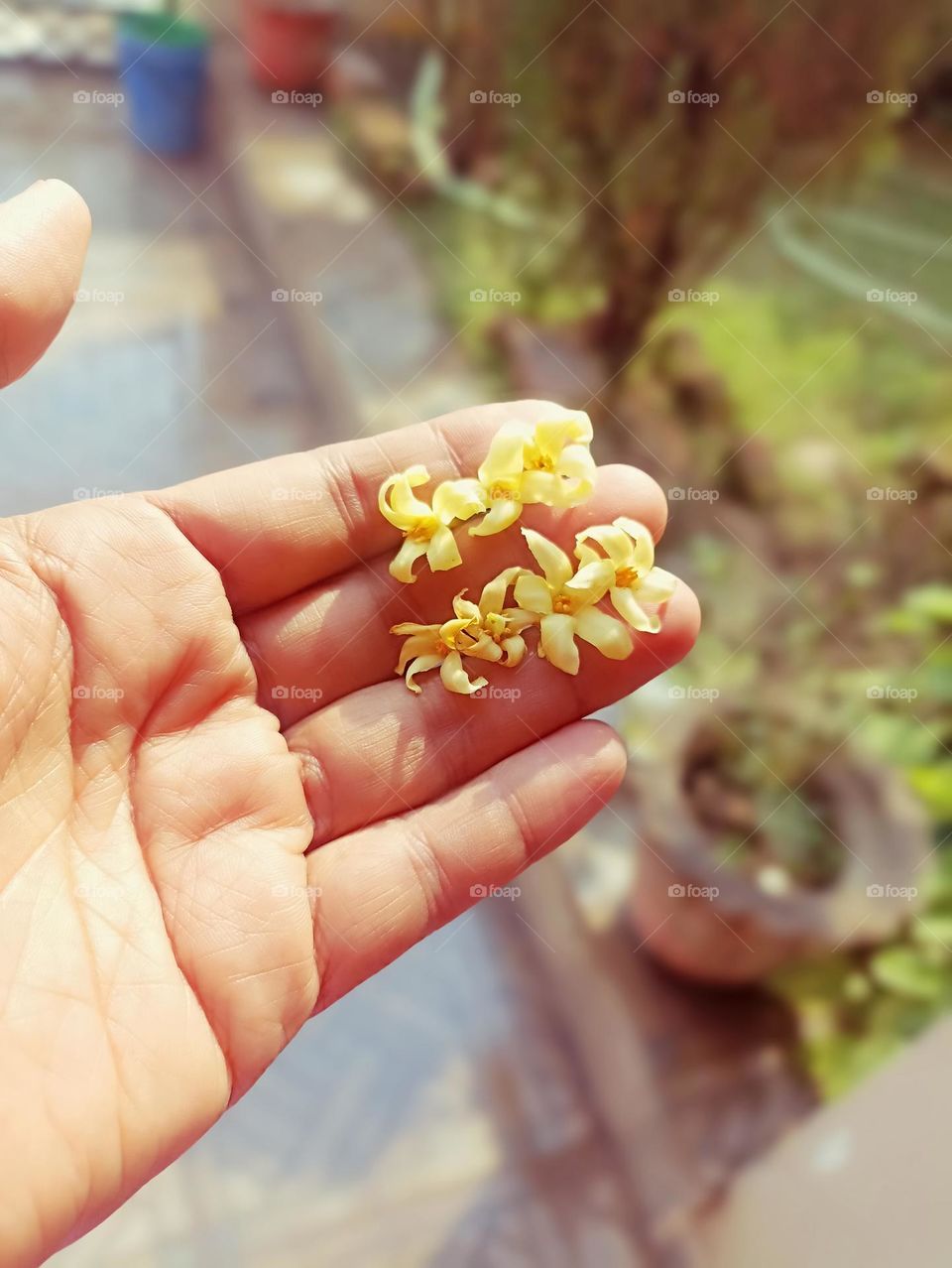 colour are full of peace