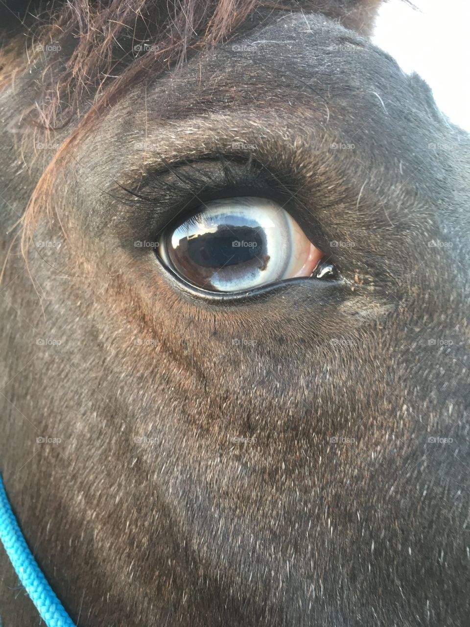 Mustang half blue eye