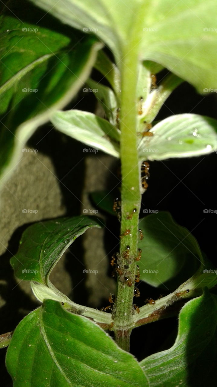 ant on plant