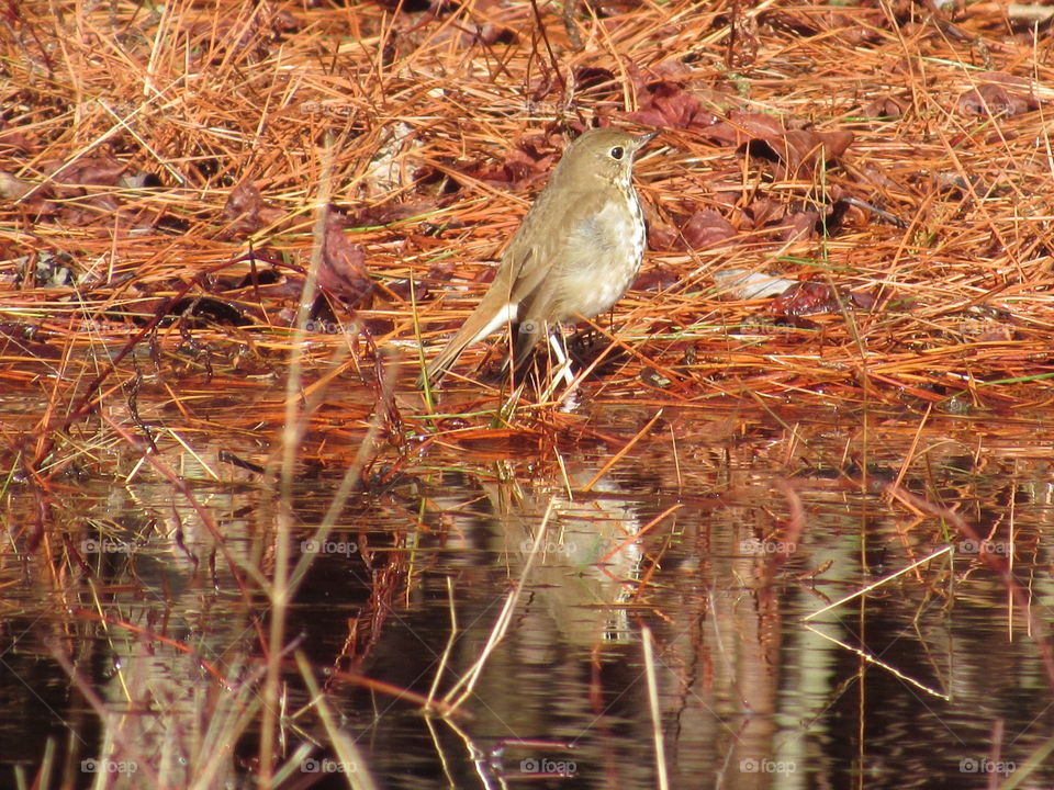 Hermit thrush and its reflection