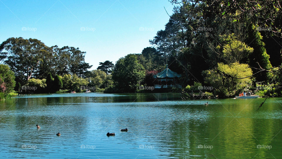 trees lake park ducks by alcheon