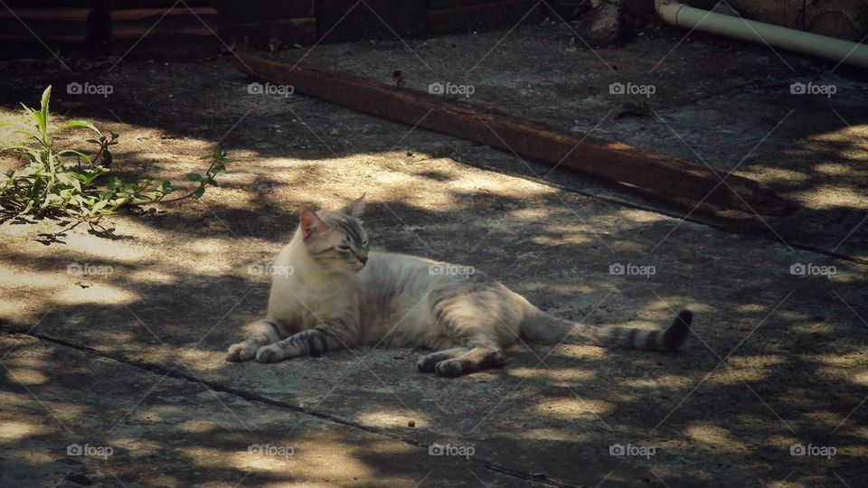 Cat Lying on The ground