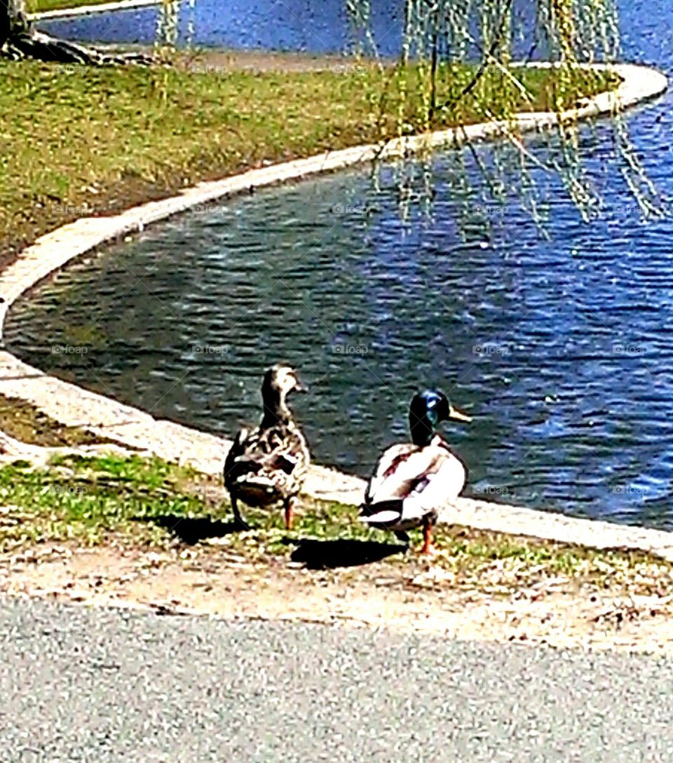 Pair of Ducks