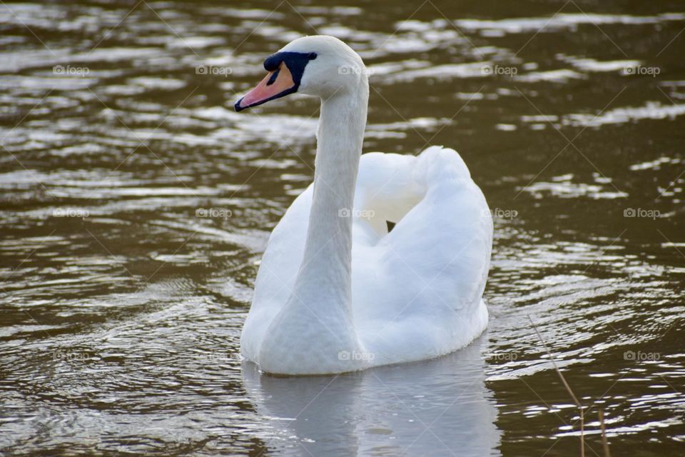 Swan on the river Severn 