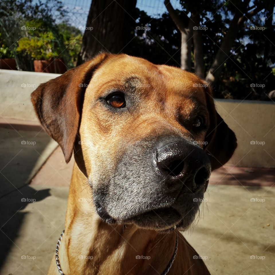 Rhodesian Ridgeback portrait