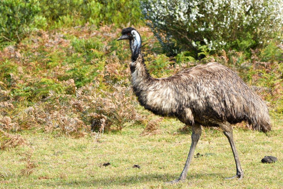 Emu walking in the wild, photographed in state Victoria, Australia