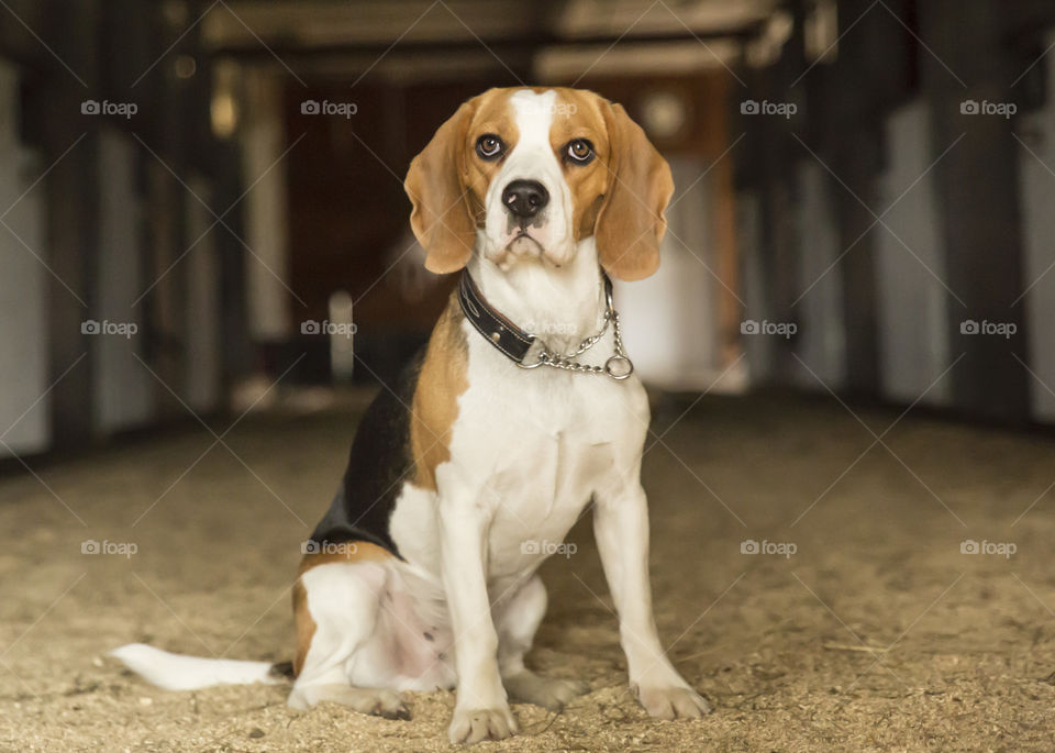 Brave Beagle dog inside a stable looking fantastic and serious for the camera 