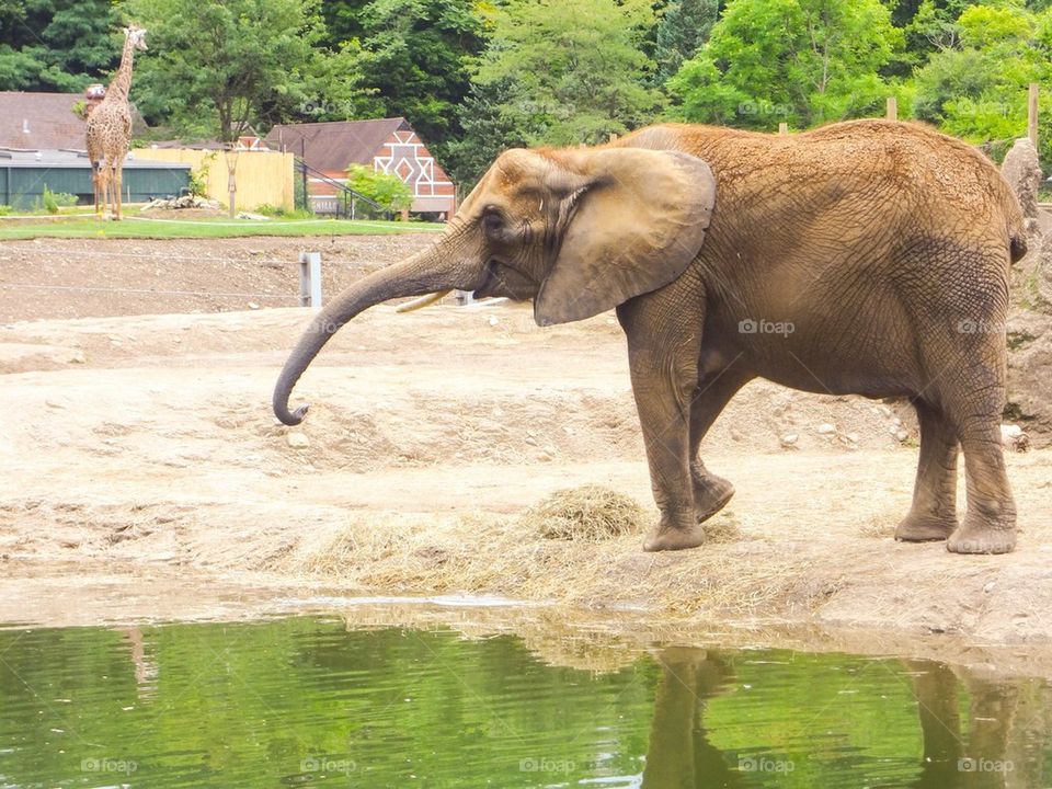 Baby elephant