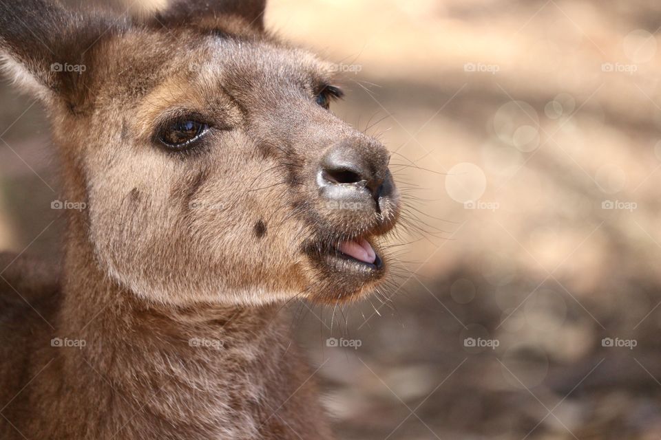 Juvenile brown kangaroo in the wild, closeup headshot, open mouth, blur bokeh background with copy space