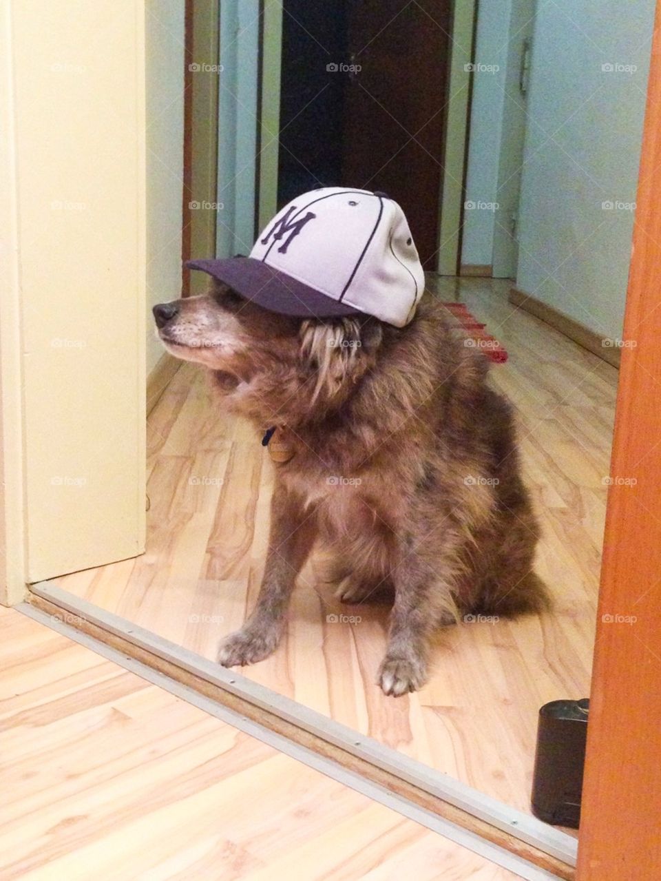 Dog with hat