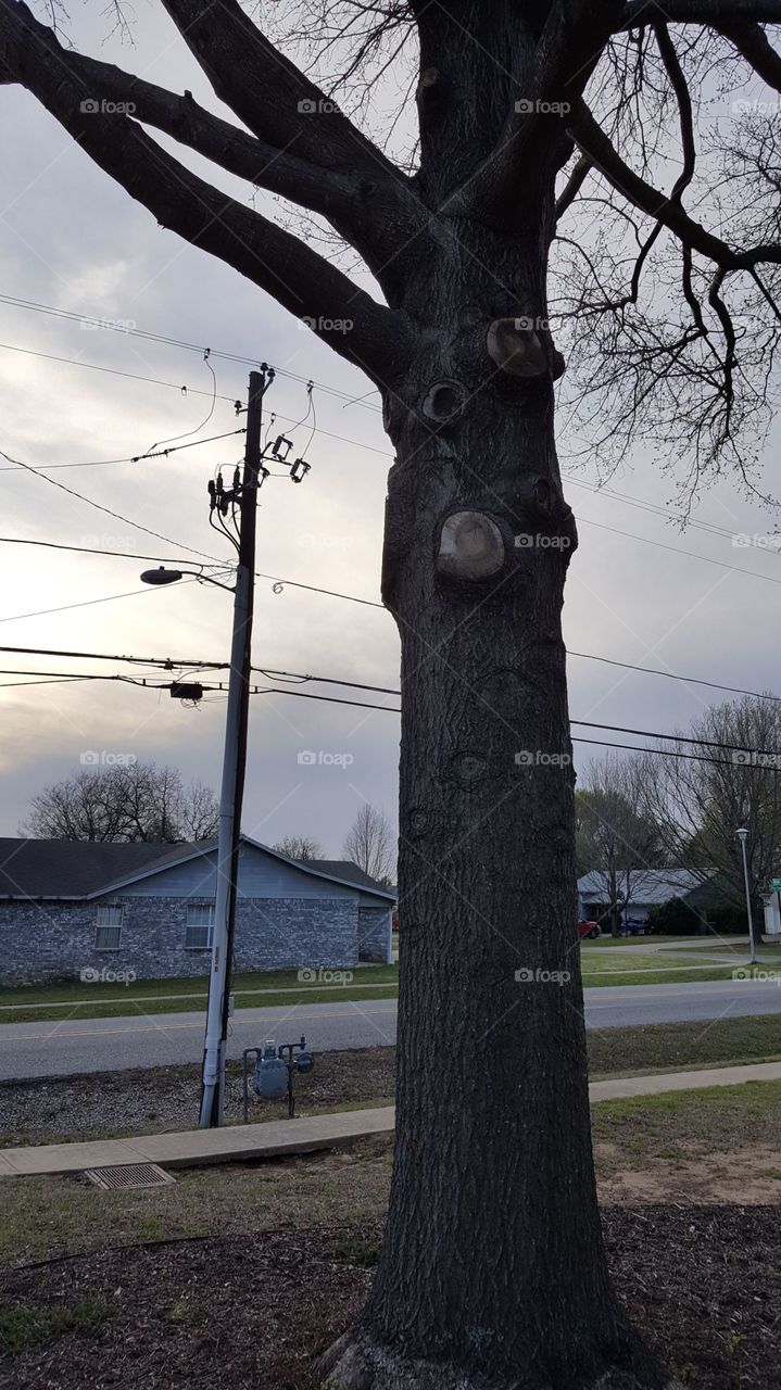 Tree Trunk Vs Power Pole