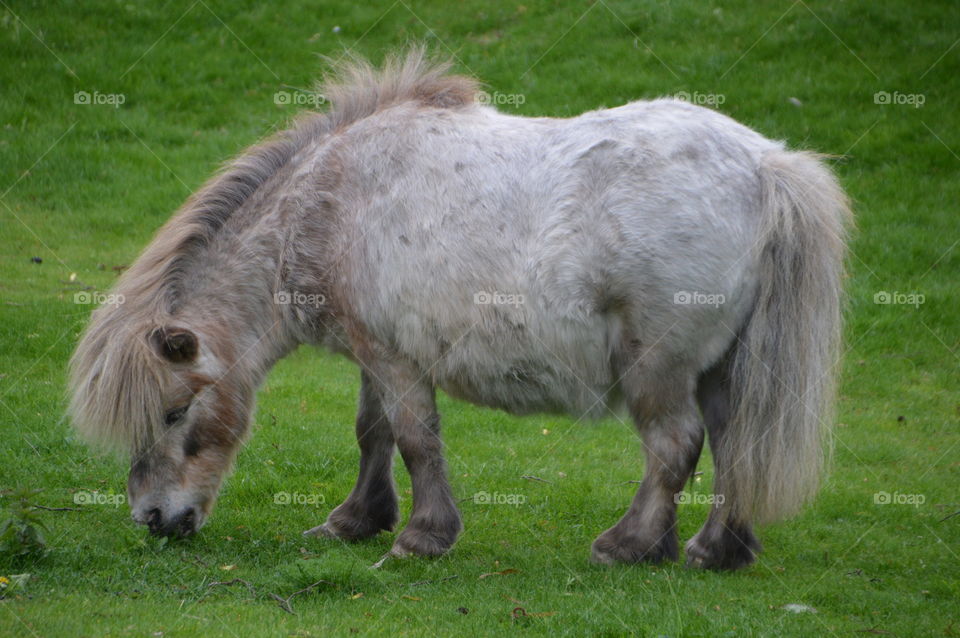 White Pony Eating Grass