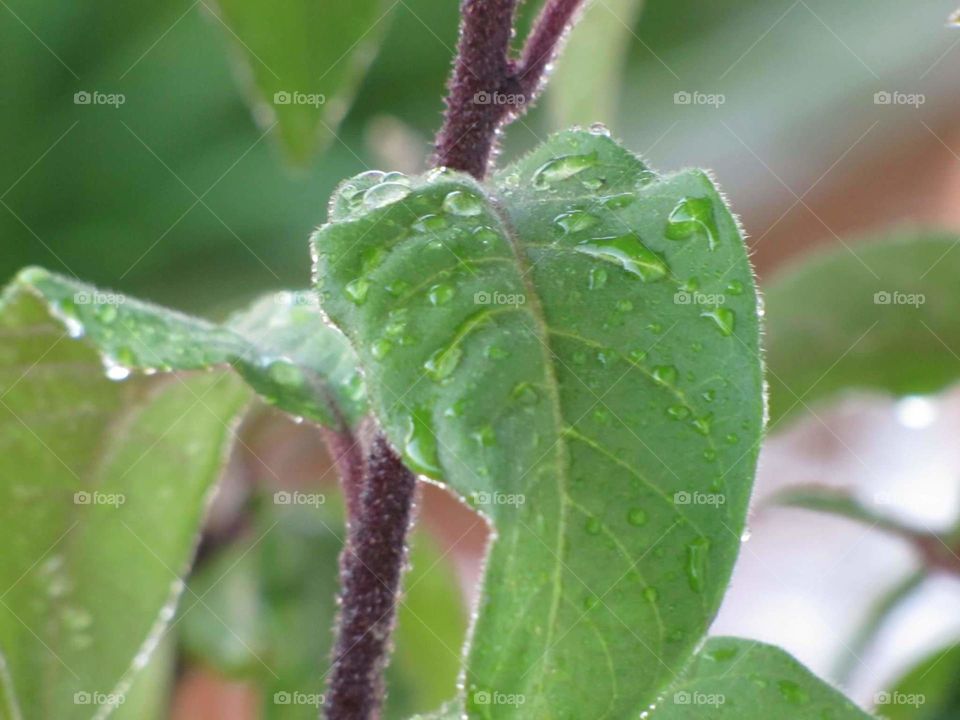 LEAF DEW