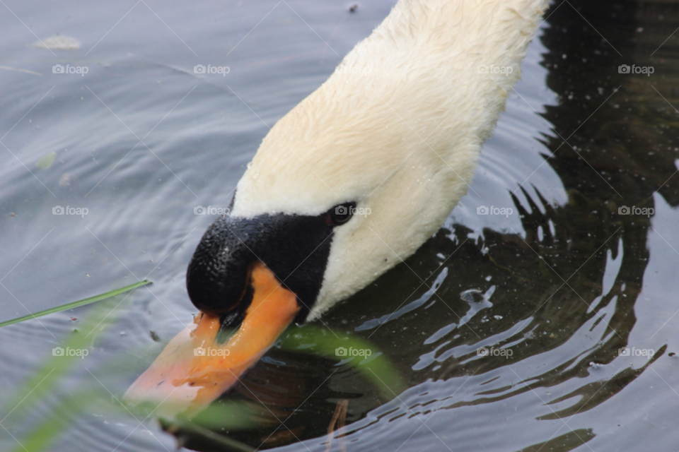 nature water lake swan by Elina
