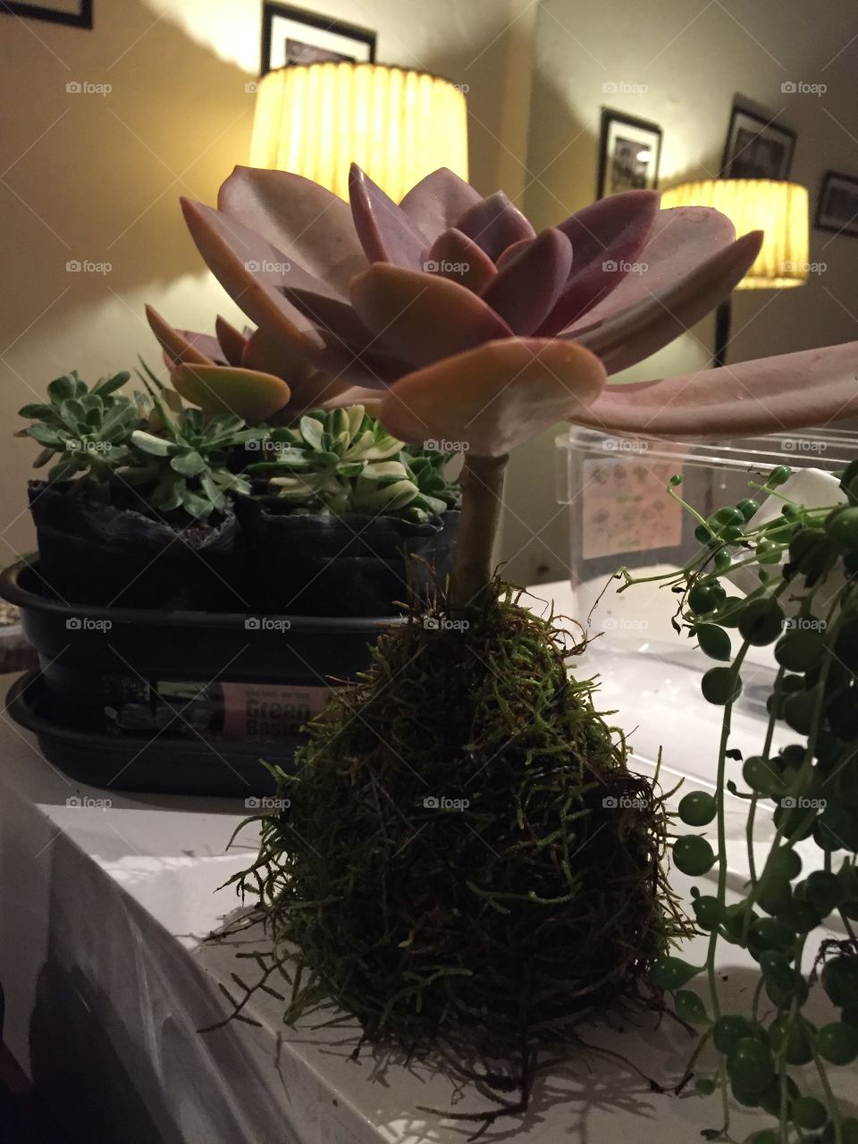 Succulent Kokedama