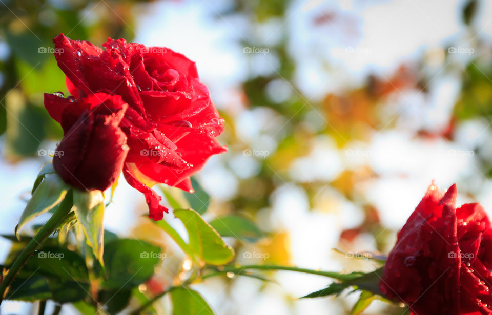 rose. red rose in garden