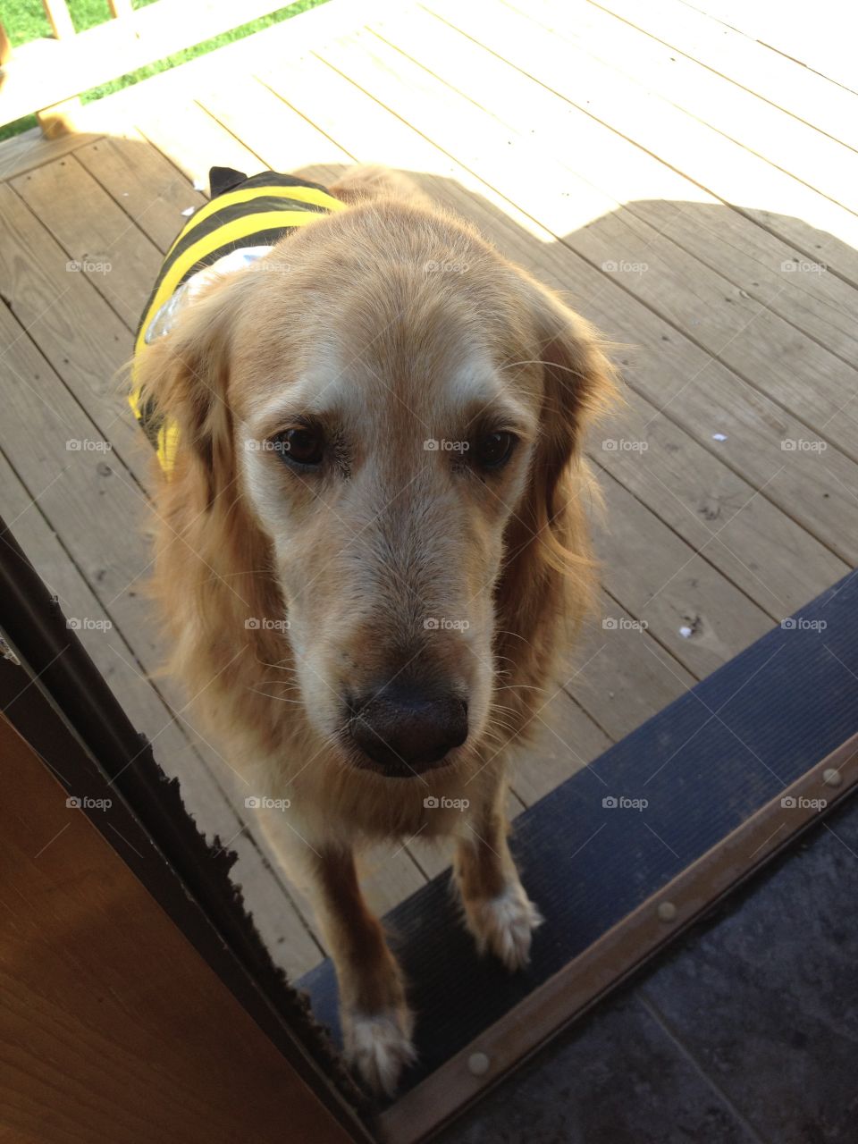 Bzzz buzz trick or treat 