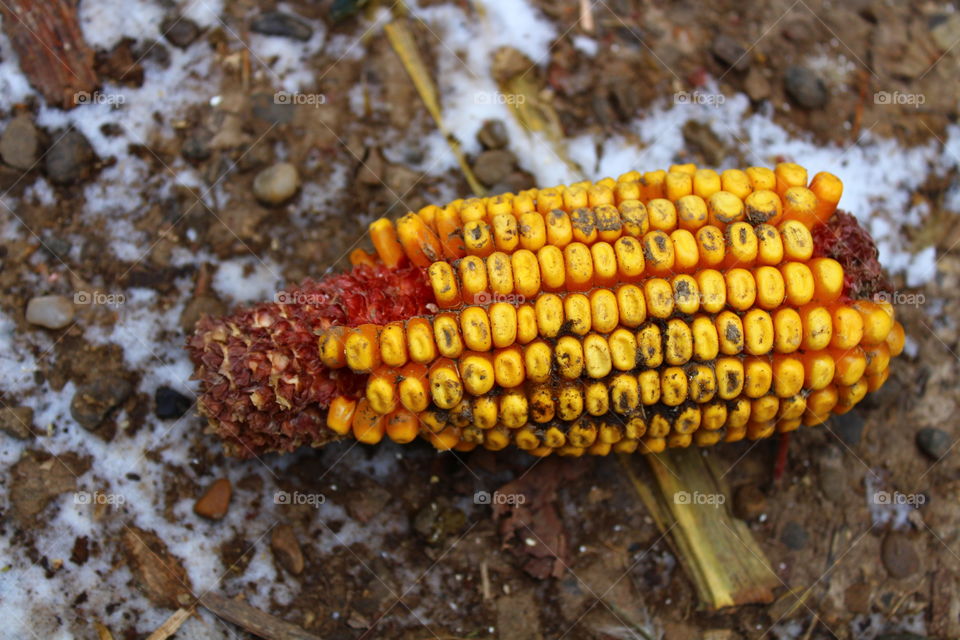 Corn on ground and snow