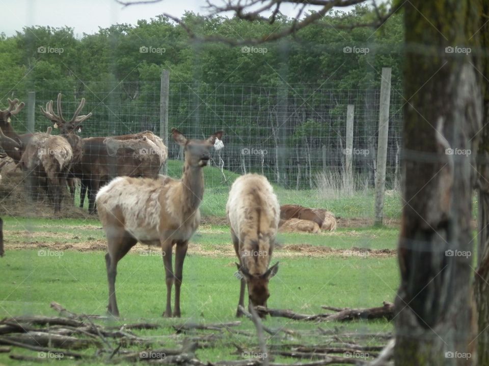 Elk farm